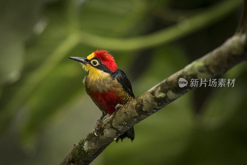 黄额啄木鸟(Melanerpes flavifrons)